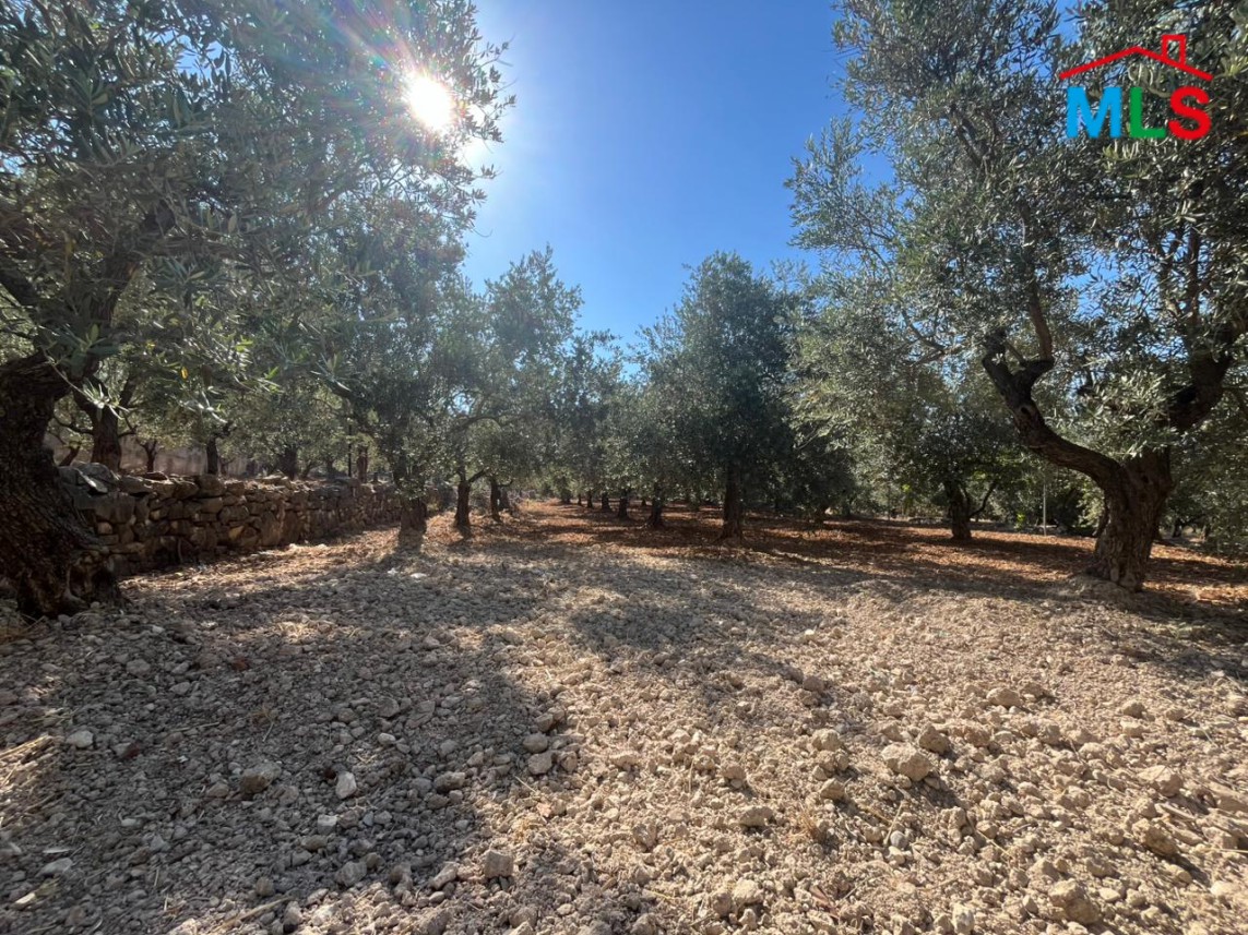 2,550 SQM Land with Trees For Sale in Amioun, Koura